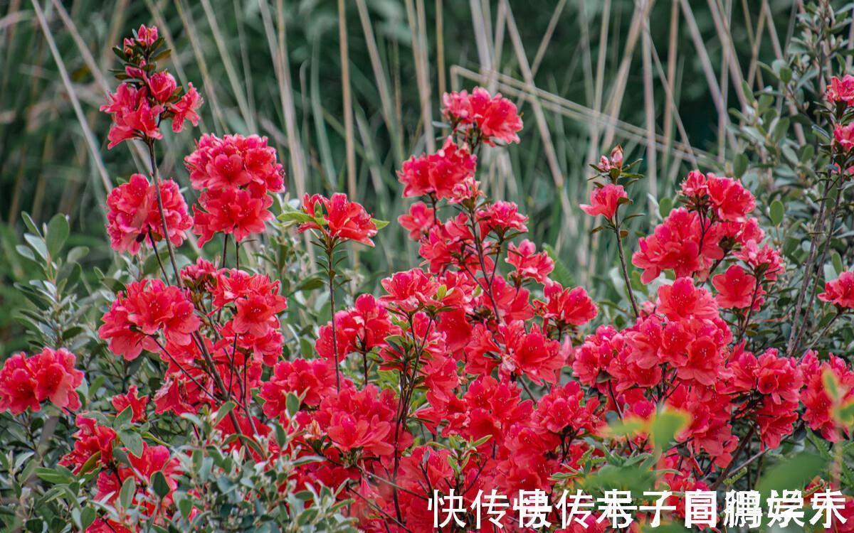 5种“长命花”,富贵又吉利,越养越值钱,赶紧养一盆做传家宝