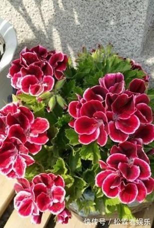 此花一开就300天以上,冬天不怕冻、开得艳,枝条丢盆里就能活