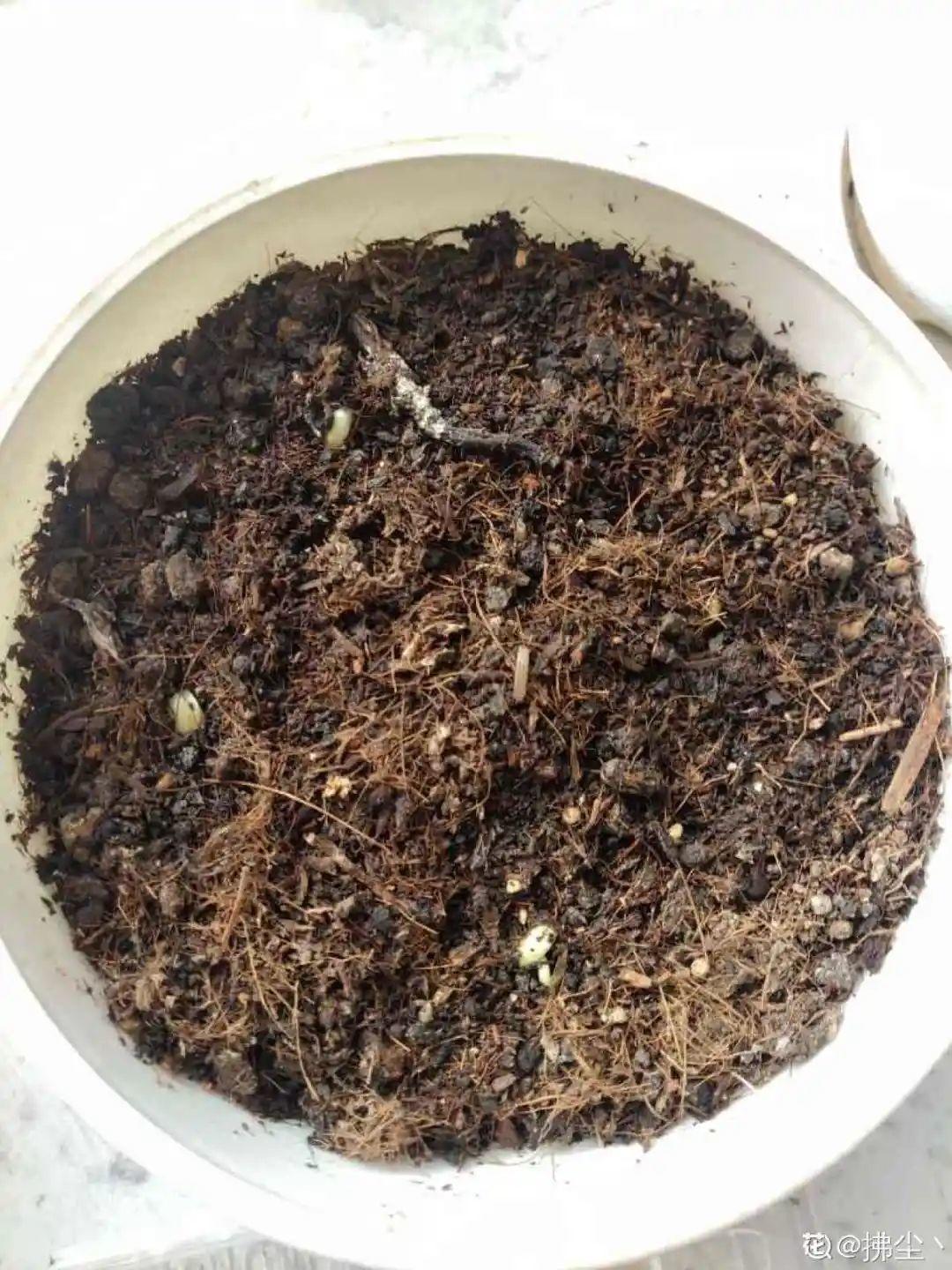 玉米棒子插盆里,7天冒出小森林,比绿萝吊兰好看