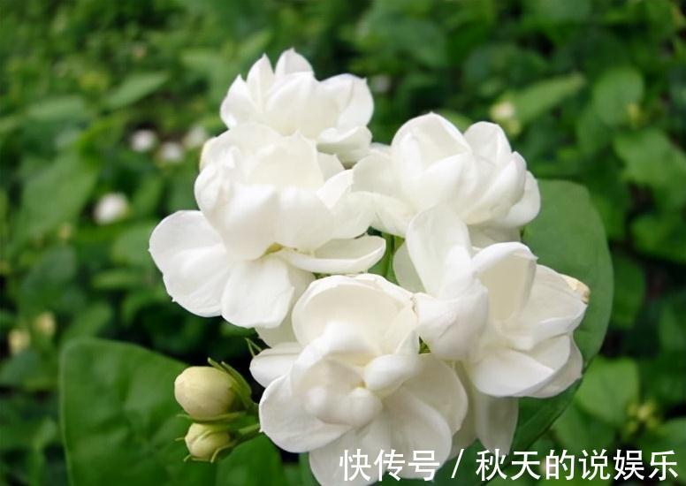 农历九月十八霜降后,养什么花?家里养3种花,大吉大利如意吉祥