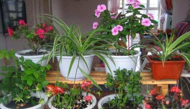 养花发酵肥水时间太久，教你1个“小技巧”，20多天就能用