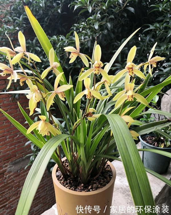 十月不知养啥花?看看这六种,好养又漂亮,可以放心入手