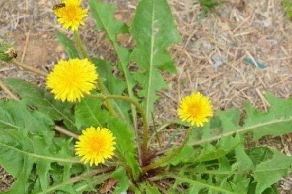 蒲公英|农村4大“黄金”野菜,既补钙又降血压,还有清热解毒作用