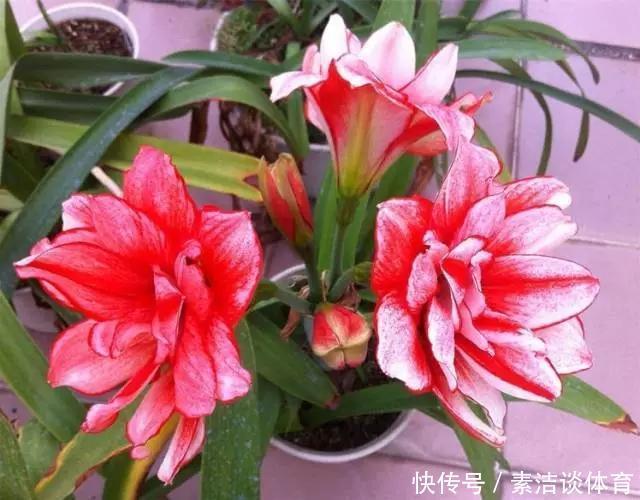 他养朱顶红,“爆崽”有方法,1个种球变10个,多的全送人