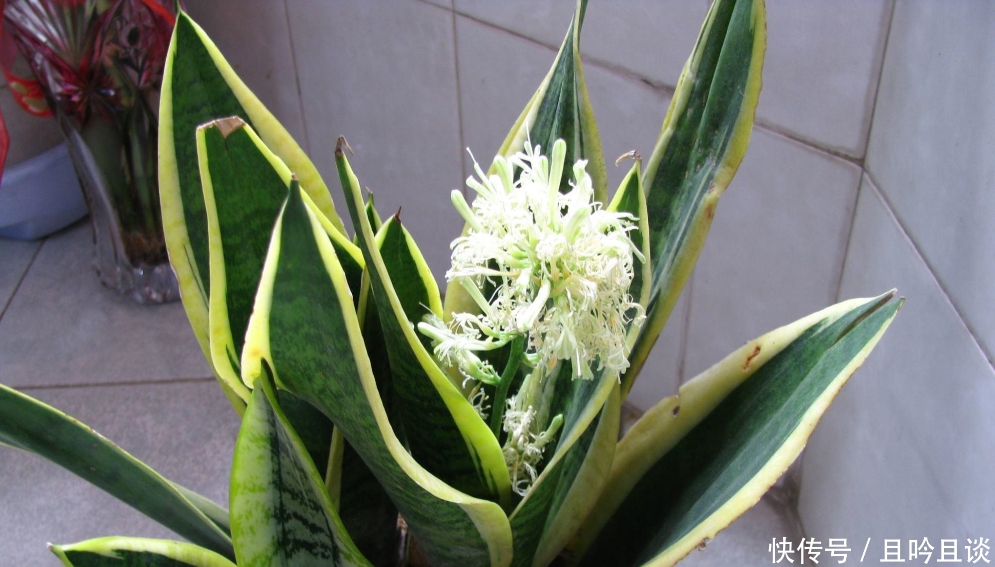 抓紧|5种“喜阴花”,不要长时间晒太阳,屋外若有,抓紧搬进屋!