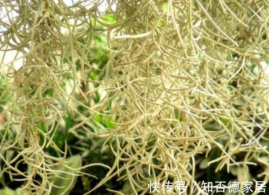 植物|这些植物，放桌子上太普通，吊起来就打开了新世界的大门