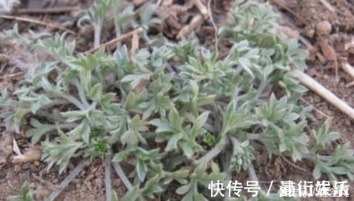 食疗功效|农村不起眼的野菜,食疗功效强大,能治疗各种疾病,城里人抢着吃