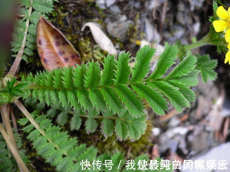 农村|农村山上一种野草，是“糖尿病”人的福星，剥开就能直接吃