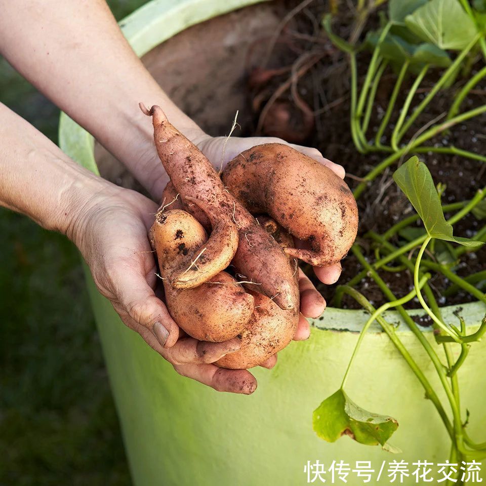 叶色|叶色丰富的观赏红薯，适合养成盆栽，开的喇叭状花朵很罕见