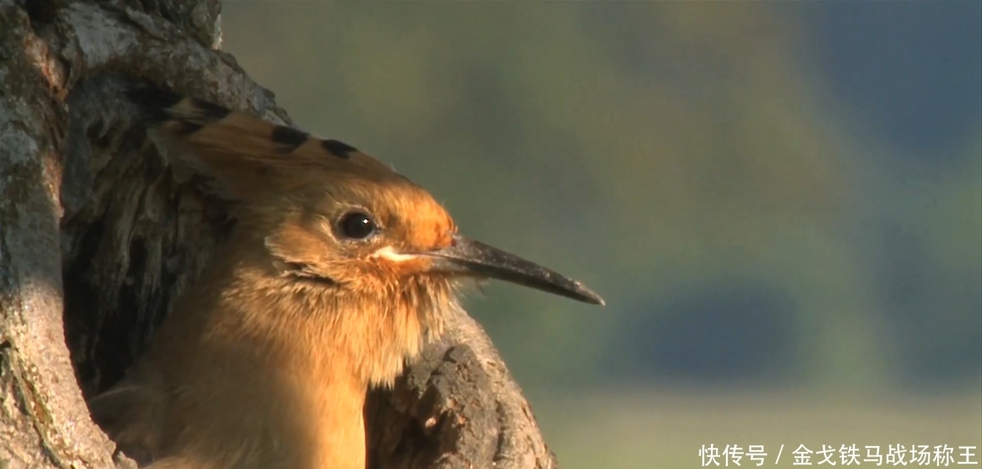 好运|出生在这几时辰的孩子,是最有出息的,让家里越来越富裕