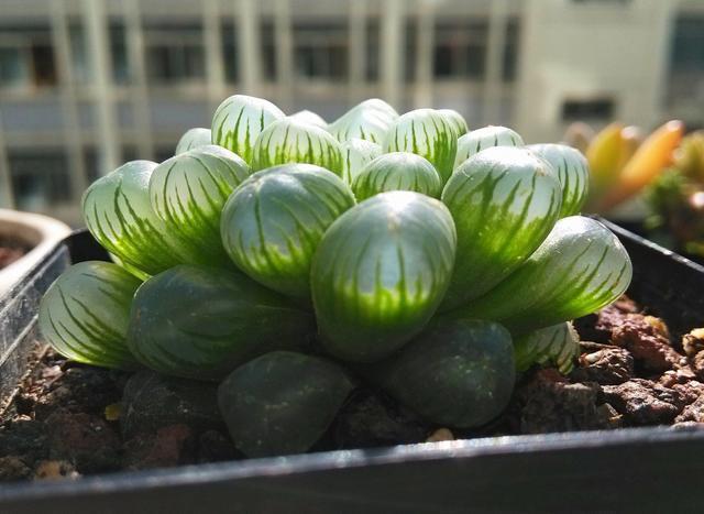 早知道多肉“叶插”是这样,我也不至于都养死,花了太多冤枉钱