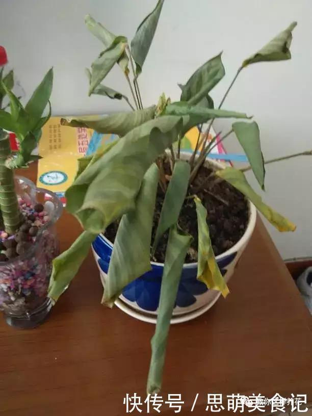 这些花千万别乱晒太阳,晒一盆死一盆