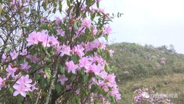 龙胜伟江杜鹃花漫山遍野惹人醉