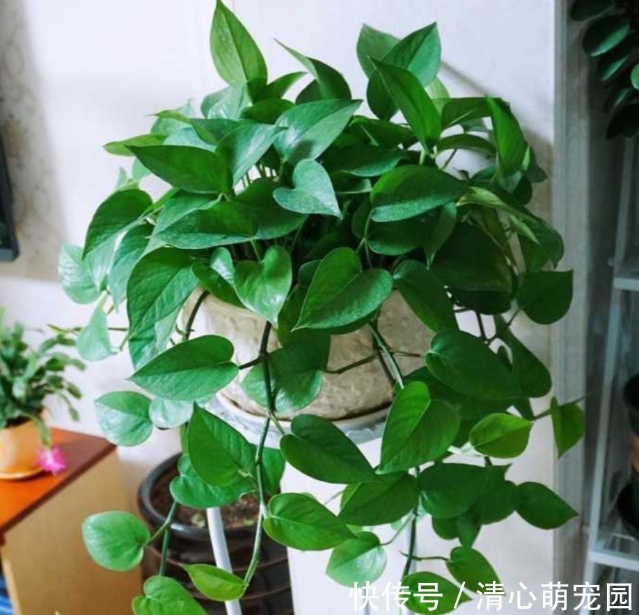 油绿|绿萝喜欢喝“2种水”，半个月浇一次，叶子变得油绿又光亮