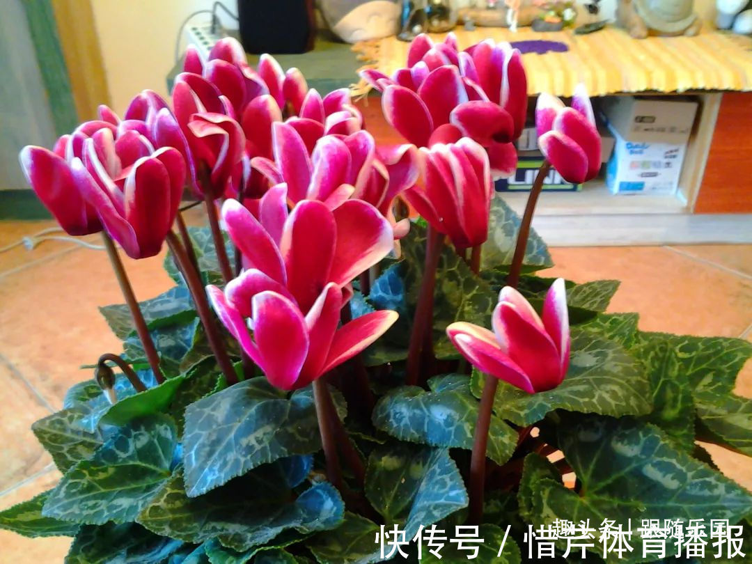 3种“养人花”，好看好养又能净化空气，越养越“贵气”！