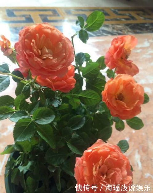 “玫瑰精品”土星王阳台,丰腴婀娜,花色温馨,非常值得拥有