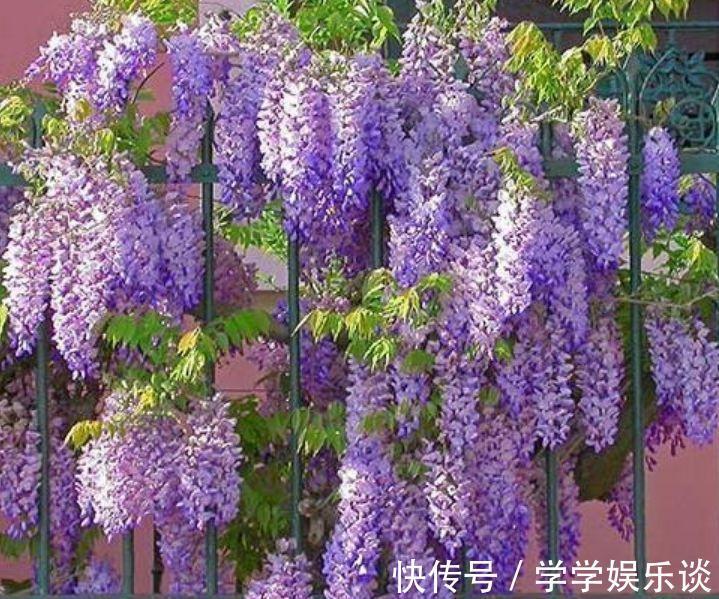 味极香|4种花是爆盆“能手”，花开一茬又一茬，满屋飘香，天天好心情！