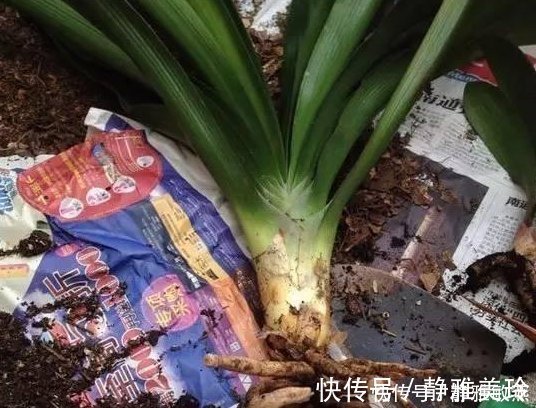 家中养花,这5毛钱的小东西别乱丢,能让花蹿到2米高,你知道了吗
