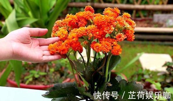 养花|新人养花想得心应手,需注重3个小技巧,掌握到位养啥花都不难