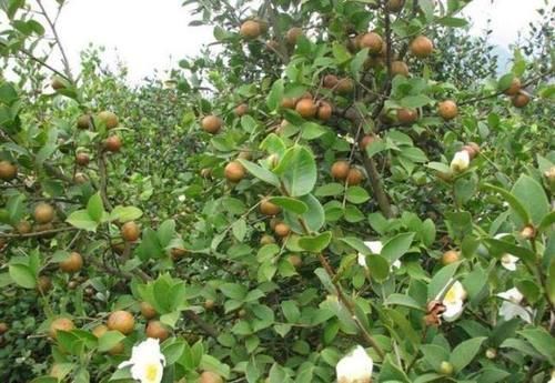 野生一斤100元，种植一斤70元，极受欢迎，越来越多农民种植