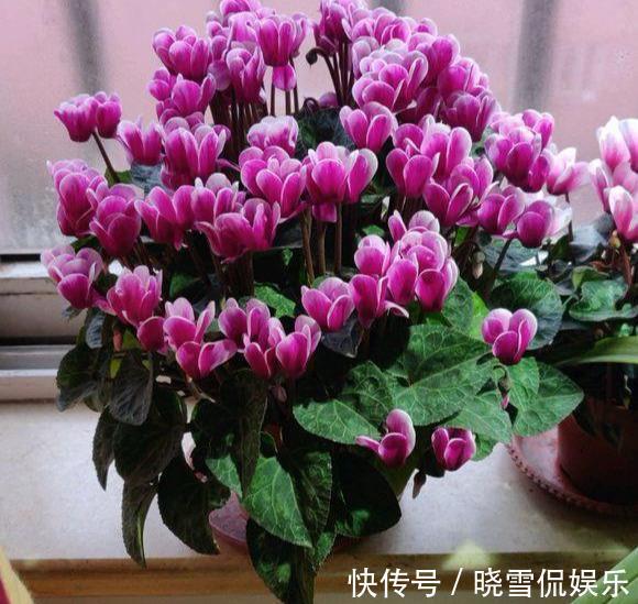 秋天|5种“漂亮花”，个个高颜值，越冷凉，花越艳，现在正是入手时