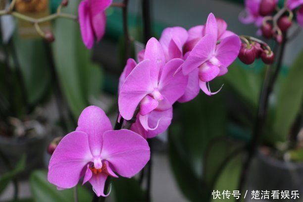 如兰|兰花开花后要如何修剪教你几招一年就疯长,年年开花爆盆!