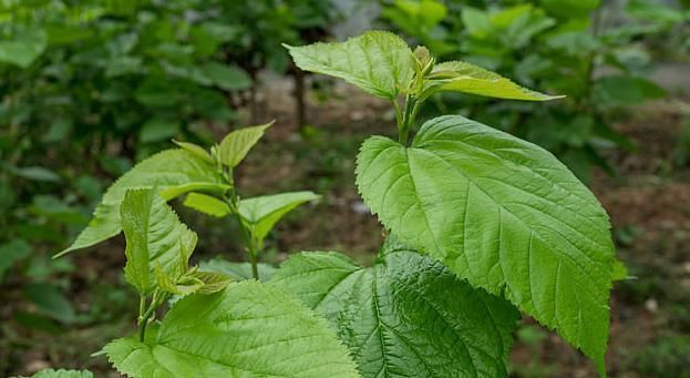 改善|桑叶能用好,绝对是个宝,一片桑叶,能改善6种病症