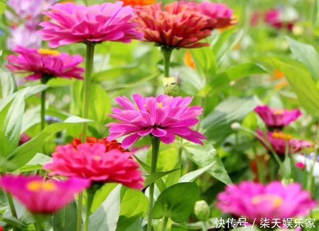 阳台上|阳台养盆“百日花”，有水狂生根、见光能爆花，天天赏“红花”