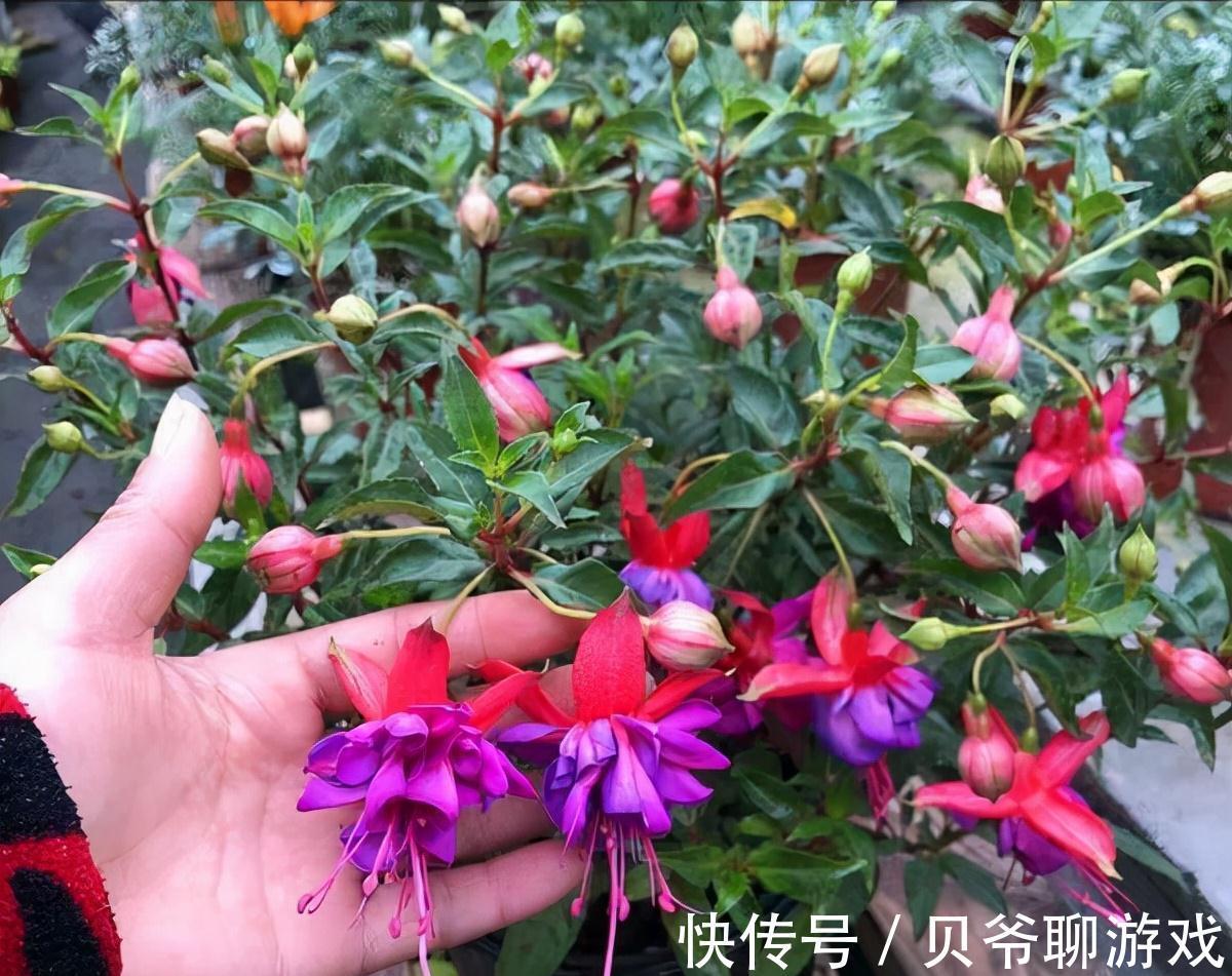 常春藤|9种流行“网红花”,挂起来更漂亮,串串花墙,垂下2米长