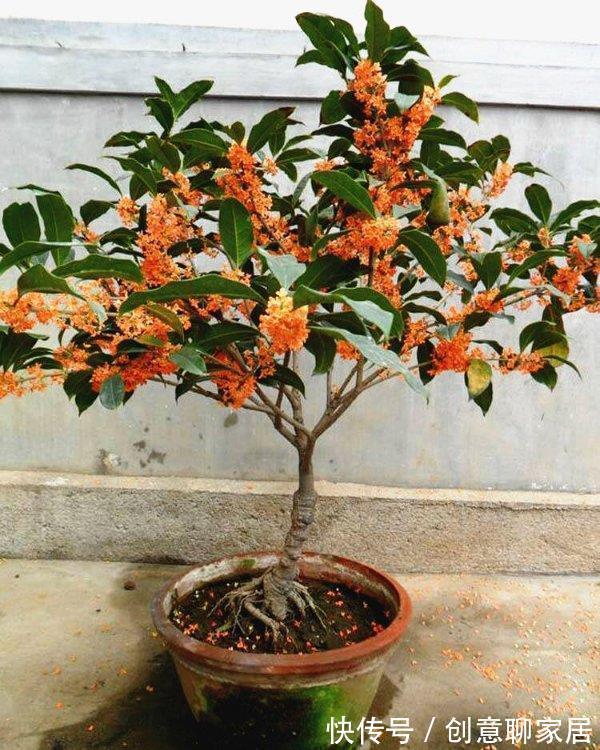 桂花|6种“黄金花”,秋天最好养,客厅摆一排,财气满满花爆棚