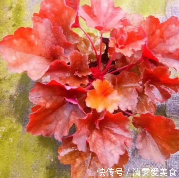 花卉叫法不一样,尤其在养花知识的传播上往往容易让新手产生误解