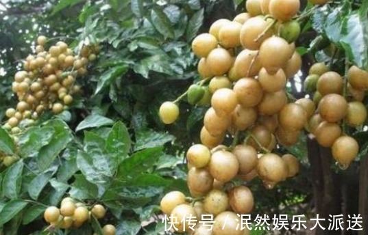 种植|黄皮果生津止渴、理气止痛，农民教你种植技巧收获优质高产！