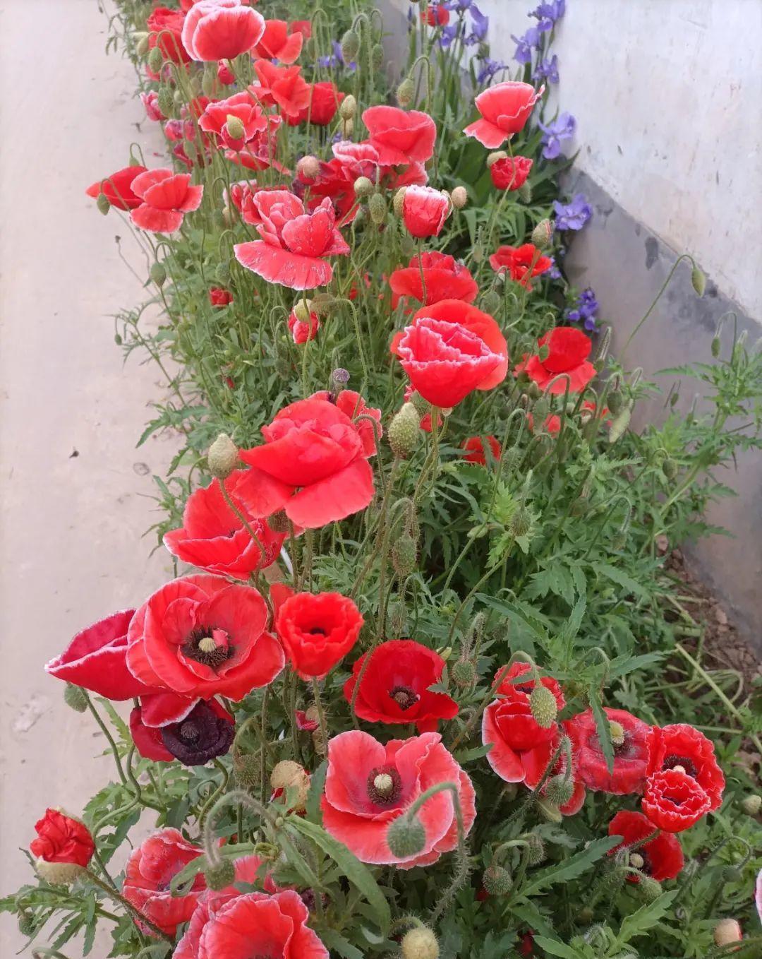 茼蒿|37摄氏度的院子，养这5种花，耐热耐晒开花多