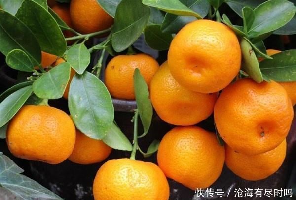 健脑|女人爱美,平时常吃一些,健脑益智,滋阴