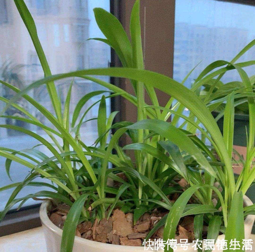 土基质|吊兰养几个月了叶小又饥瘦,求吊兰旺长绿油还出垂吊枝的方法