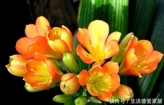 娇艳|养君子兰,有二多一少,赶紧收入囊中,年底开花娇艳出众