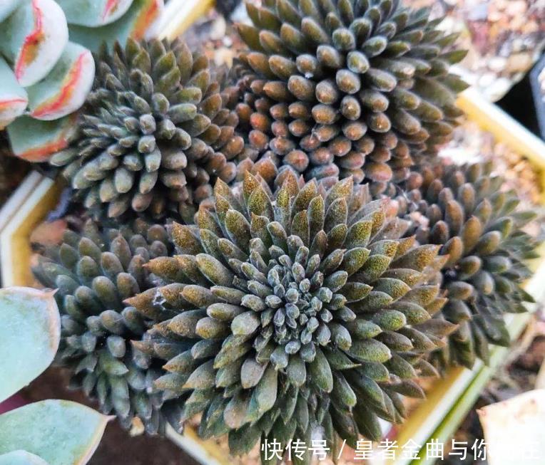 养多肉怎么争“天时地利”盆栽做到4点,叶子全年糖果色