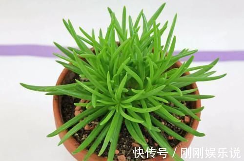 乙女|5种长相稀奇的多肉，养小花盆里照旧开花，可养很多年