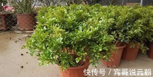 花朵|这3种花卉再贵也要买,花朵清纯,香气浓而不腻,家居盆栽首选!