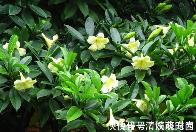 这5种花,漂亮又好养,放卧室客厅都合适,还能净化空气,很实用