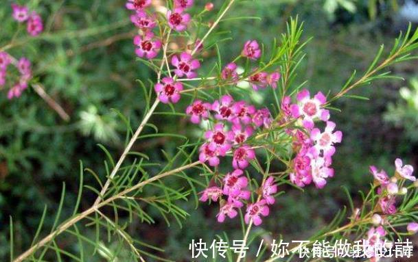 腊梅|今年流行的一款“花卉”,比腊梅好养,而且四季能开花!