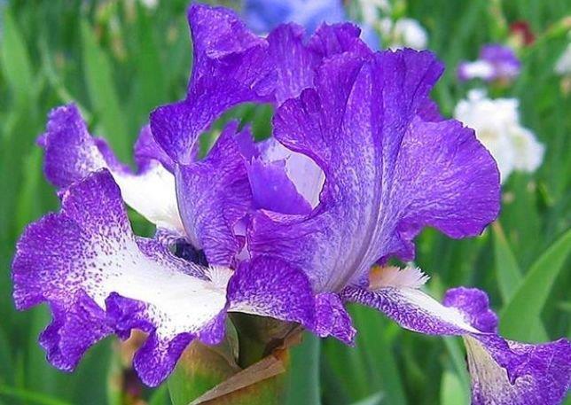 花期长,爱爆花的“4种花”,妖艳妖娆,层层交叠,烂漫迷人眼