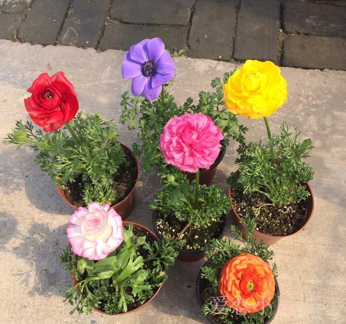 春天买花要谨慎，4种花“夏必死”，新手绕开走，别白花钱