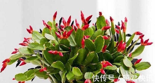 天气转冷,三种花正准备孕育花苞,做好这几点,花朵又多又大