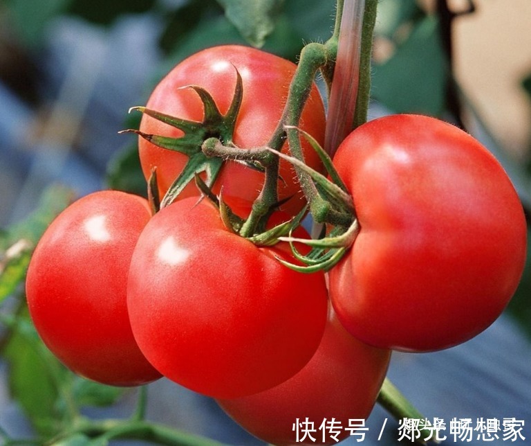 湿度|西红柿补肾利尿,营养又美味,掌握四点,种出更优质的西红柿来!