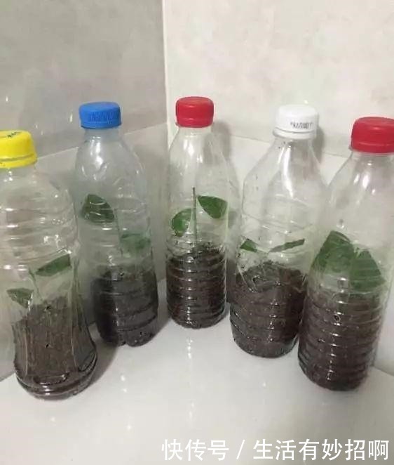 冬天能“扦插”花卉吗答案是肯定的,1个塑料瓶就行,25天生根!