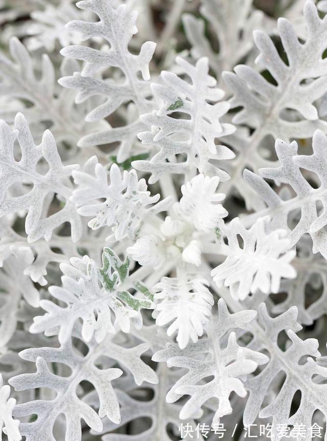 此种花靠叶子出名,比绿萝好养,还自带毛绒过