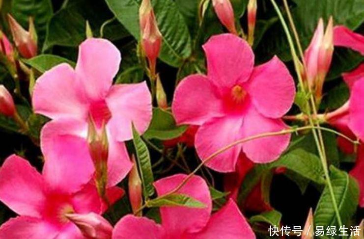 鼠尾|5种花很耐养,开花漂亮花期长,沾土就能活,超美的