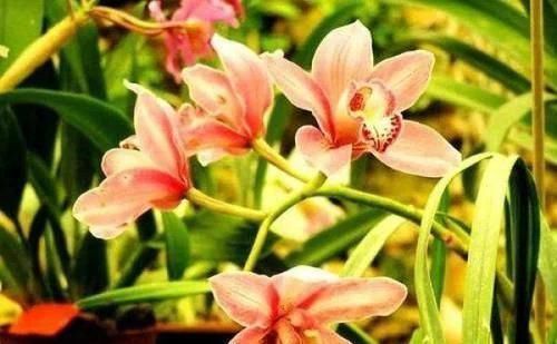 4种香妃花,室内养上一盆,闻之心旷神怡,极富观赏价值