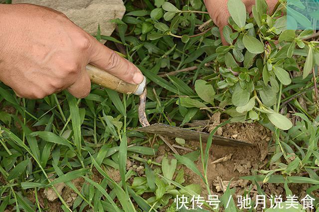 凉拌|夏季野外随便挖,农民却有妙用,南北方都爱吃,城市只卖3元一斤